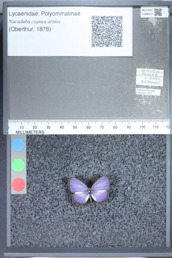 Media type: image;   Entomology 66913
